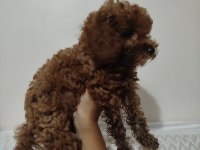 TOY POODLE 50 GÜNLÜK