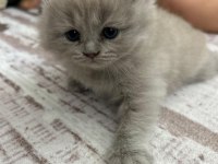 Kedimiz scottish fold 2 aylık