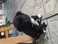 1 AYLIK KARDEŞ YAVRU KOPEKLER