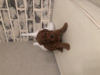 Sağlık garantili Çiş ped eğitimli Toy Poodle yavrumuz