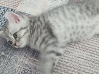 Güzellik abidesi british shorthair kedimiz
