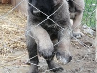 Kara çocuklar kangal