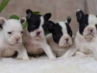 Elit Patiler Farkıyla French Bulldog Yavrular