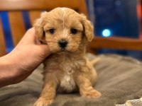 MİNİK MALTİPOO YAVRULARIM