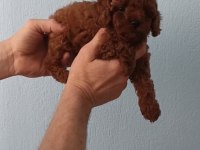 A Kalite Poodle Bebekler