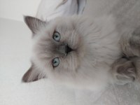 kısır çipsiz british longhair