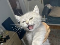 British shorthair golden