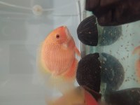 Severum yavrularımız