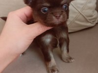 Safkan chihuahua longhair bir kız