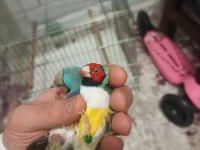 Goldian finch gökkuşağı ispinozu