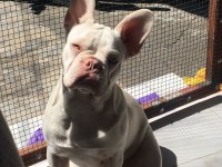 İSABELLA TAN PLATİNİUM ERKEK YAVRU FRENCH BULLDOG