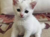 6 adet cins van kedisi