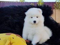 PAMUK GİBİ SAMOYED YAVRULARI