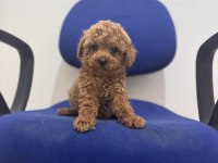 Poodle bebeklerim hazır
