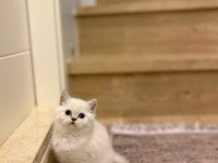 Birbirinden Güzel Brıtısh Shorthair Yavrularım