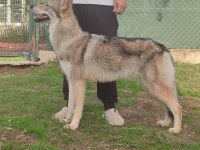 Czechoslovakian Wolfdog (Çekoslovak Kurdu)