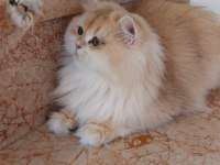 Şecereli british longhair kediler sahiplendirilecek