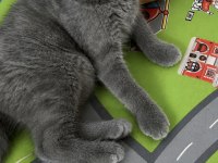 3 aylık british shorthair yavrular
