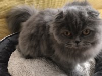 5 aylık Scottish fold longhair dişi