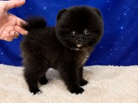 Pomeranian Ayıcık Bebeğimiz