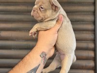Bir birinden güzel 4 french bulldog yavrumuz
