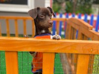 Acil yuva pinscher