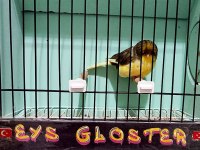 TOPLU GLOSTER KANARYALAR HEPSİ VASIFLI