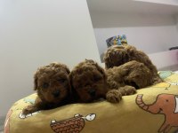 Safkan Toy Poodle Yavrular