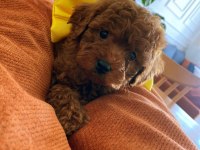 En Güzelini Arayanlara Toy Poodle Yavrularımız Hazır
