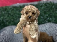 KORE BABADAN POODLE BEBEKLER