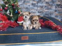 Mikro tea cup yorkshire terrier yavrumuz