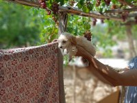 45 günlük dişi ve erkek maltipoo bebekler