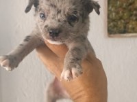 Chihuahua yavrular minyatür ırk garantili