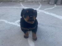 Safkan Macar rottweiler yavrular 2 kardeş sadece