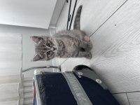 Ev ortamında büyümüş iki aylık british shorthair kediler