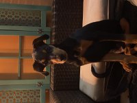 Acil satılık aşıları yapılmış doberman