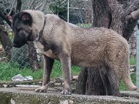 Orjinal kangal cinci köpekler