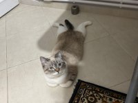 Minnoş kız british shorthair