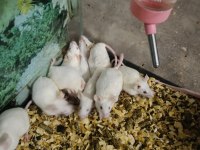 RAT VE LAB FARESİ