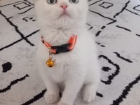 Beyaz Scottish Fold