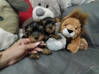Erkek yorkshire terrier yavrular
