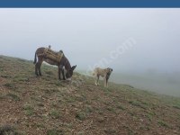 COBRA torunundan ücretsiz sert yavrular