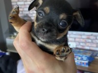 Pinscher varsa daha iyisi o da annesi