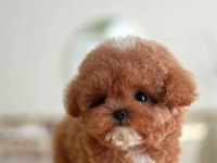 SAGLIK VE IRK GARANTILI TOY POODLE YAVRULARIM