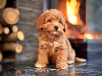 Üat Kalite Toy Poodle Yavrularımız