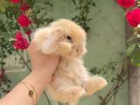 SAFKAN HOLLANDA LOP TAVŞANLAR GÖNDERİM VAR