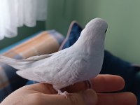 Yeni yeme düşmüş muhabbet kuşu yavrular