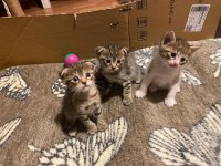 Scottish fold anneden 4 erkek bebek