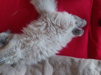 kısır çipsiz british longhair