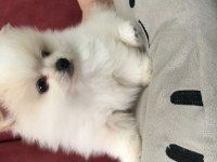 Pomeranian mükemmel dişi yavru